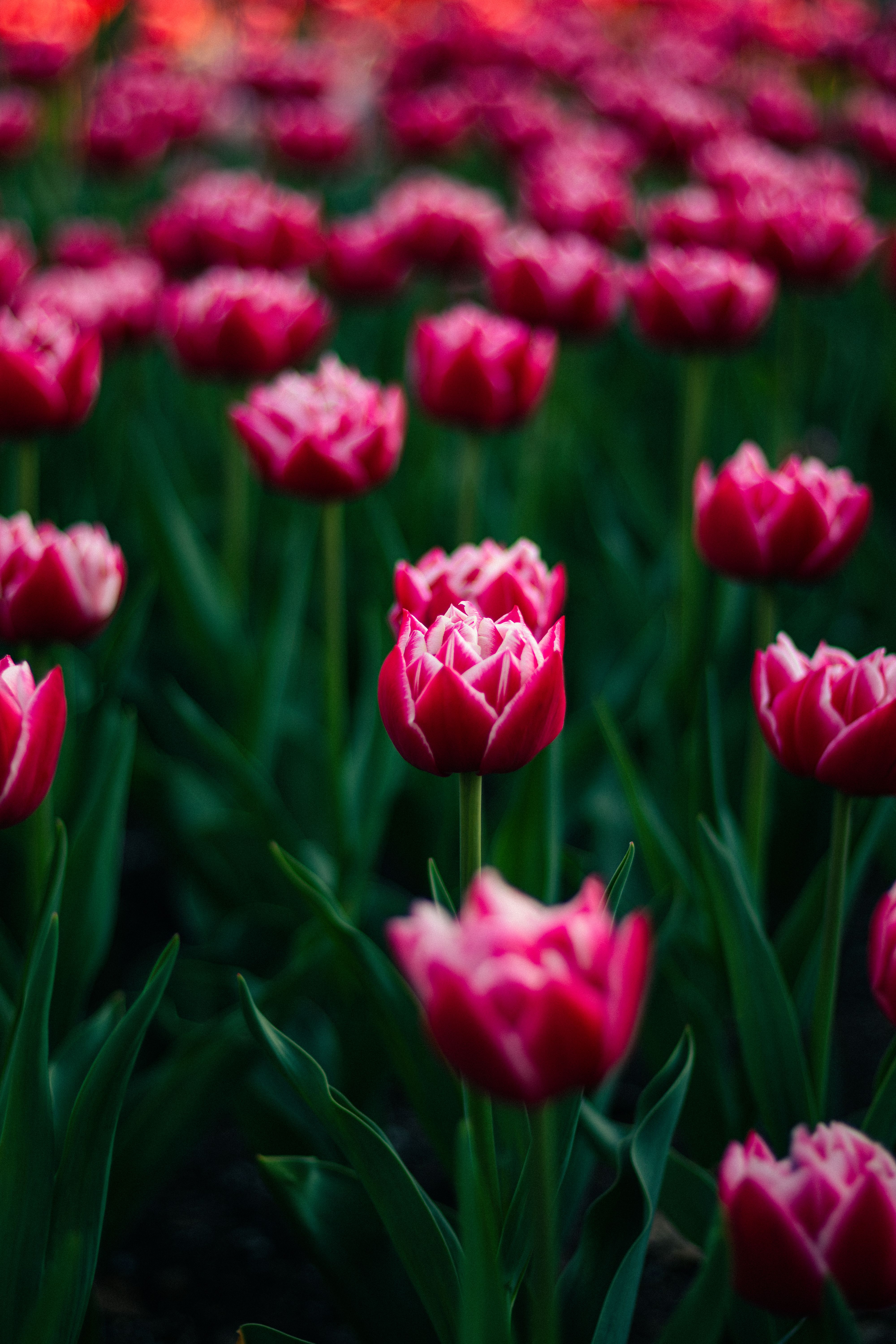 Vibrant Pink Tulips in Bloom During Springtime · Free Stock Photo
