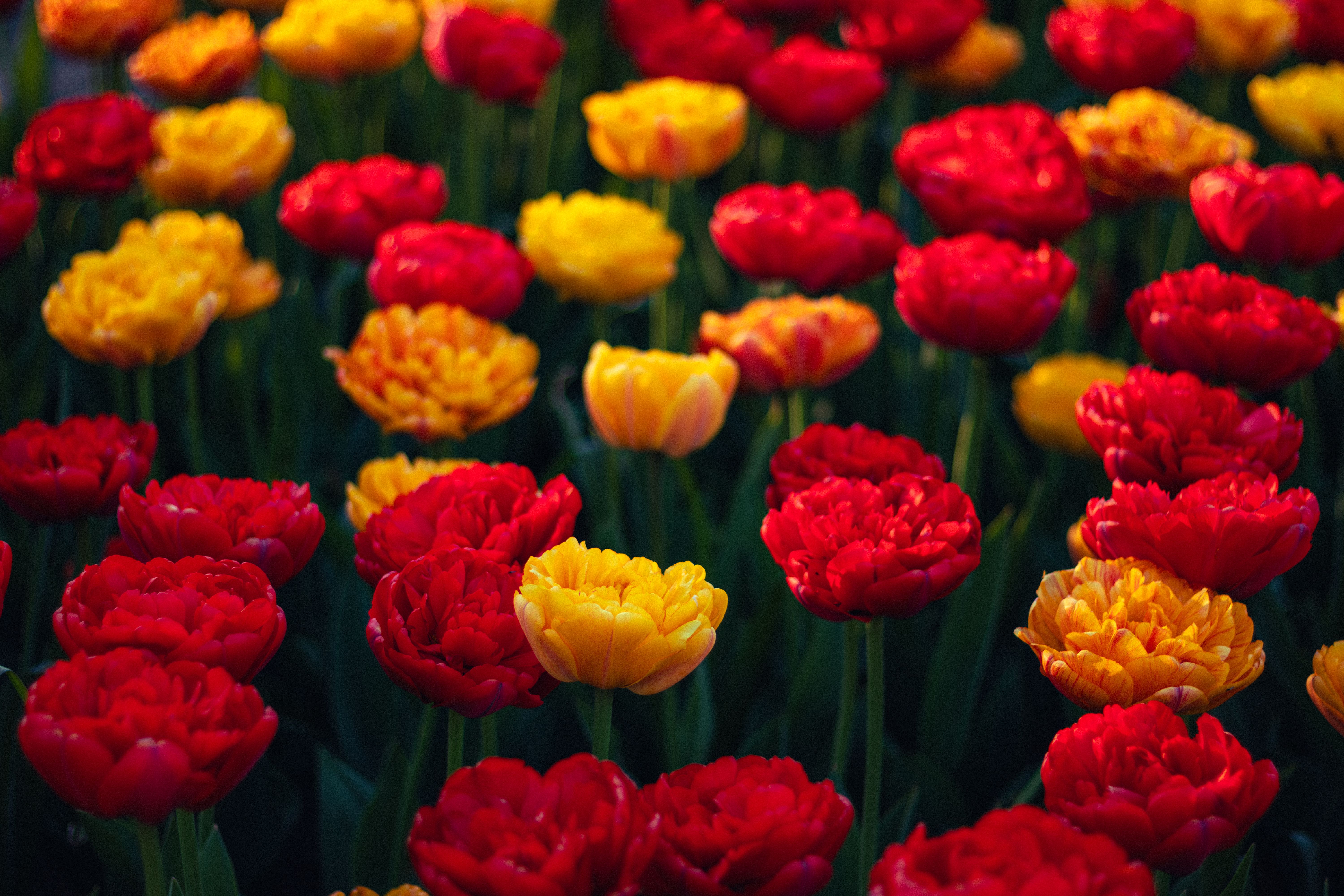 Amsterdam in April: What to Expect