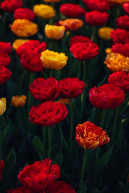 Free A vivid display of red and yellow tulips in full bloom in a Canadian garden. Stock Photo