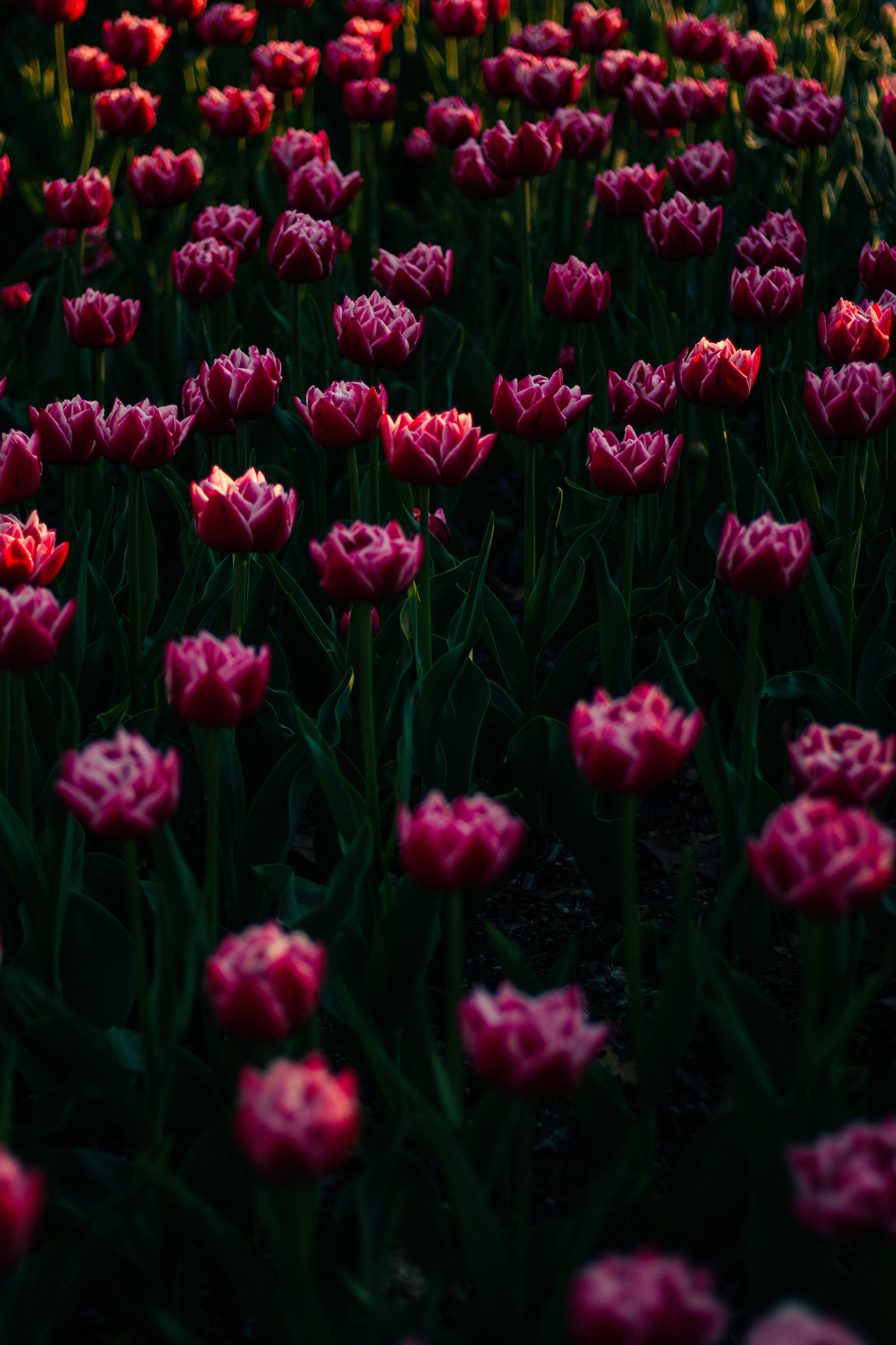 Vibrant Pink Tulips in Toronto Garden · Free Stock Photo