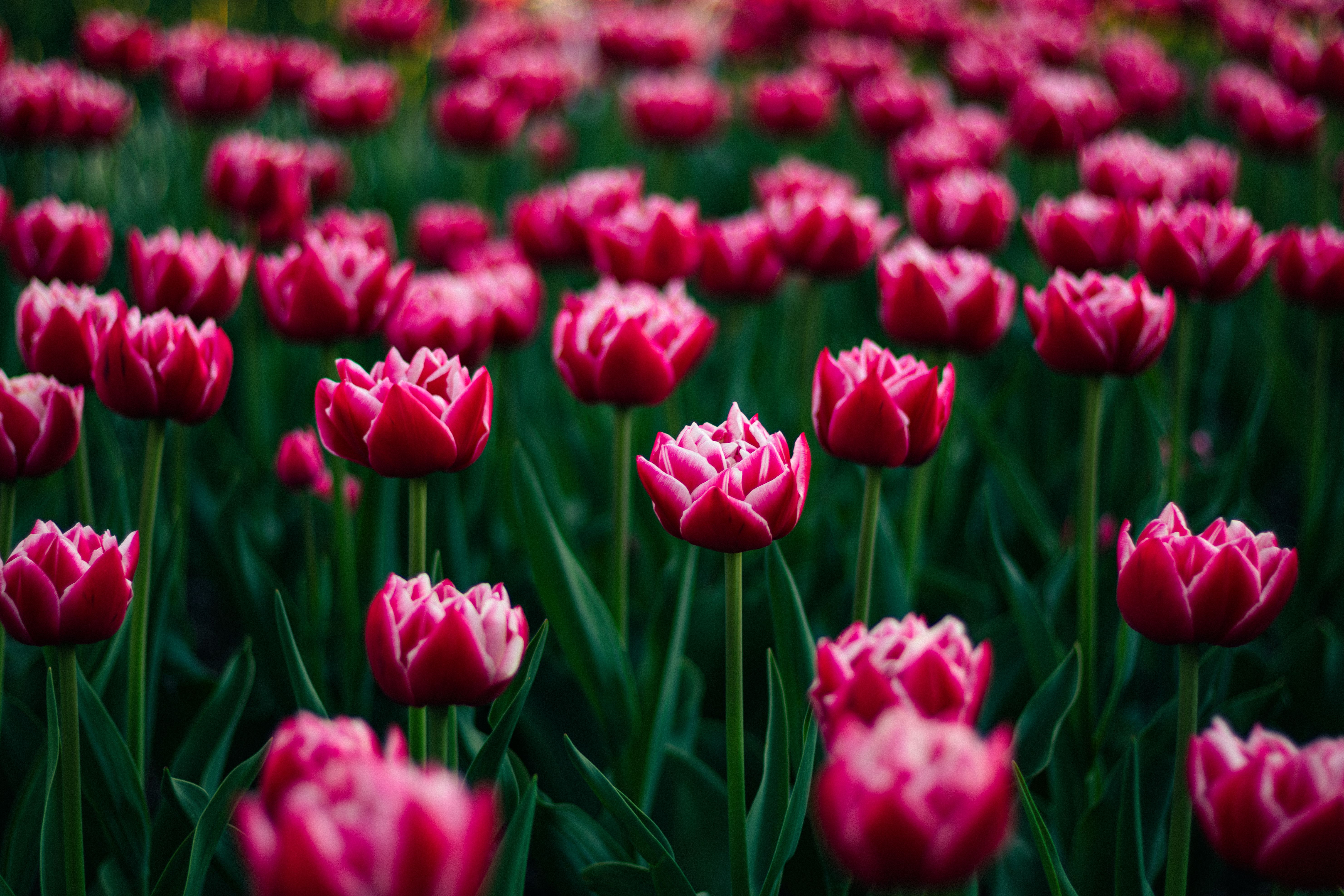 Vibrant Pink Tulips in a Toronto Garden · Free Stock Photo