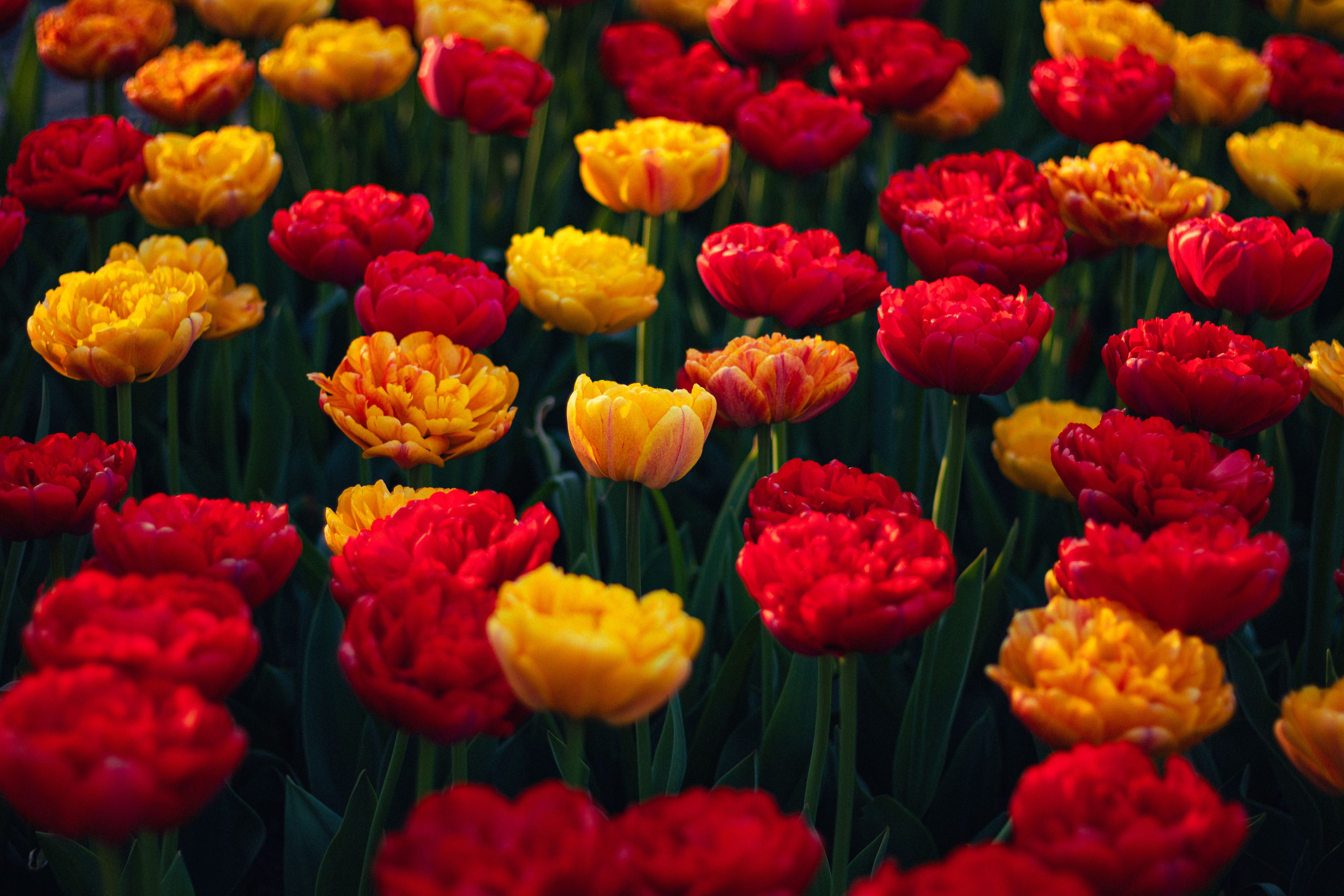The Aesthetic Edge: April 2026 - Dermatology Times — Photo by Anurag Jamwal on Pexels