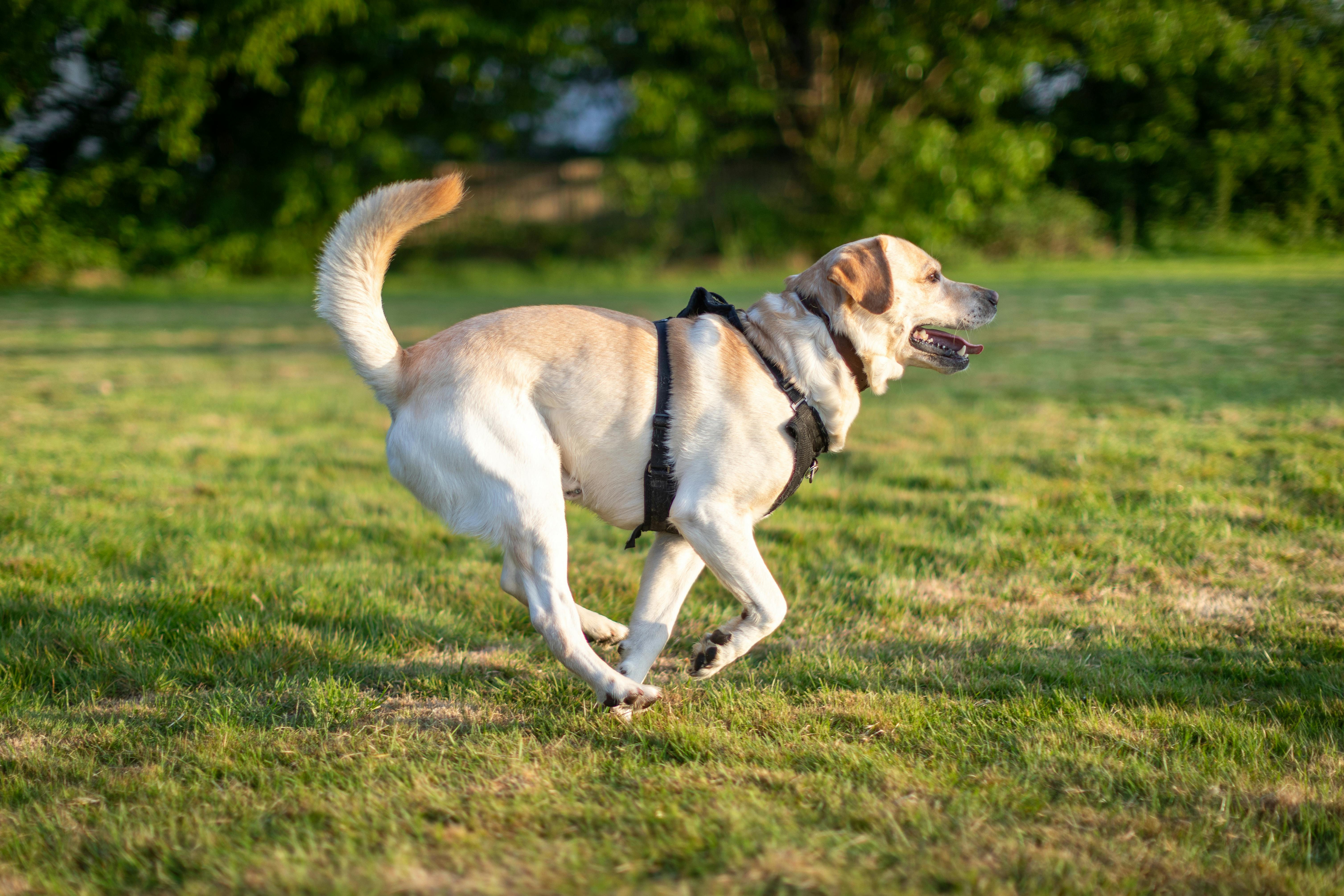 Labrador Retriever joyfully running outdoors in a sunny park, harnessed and lively.