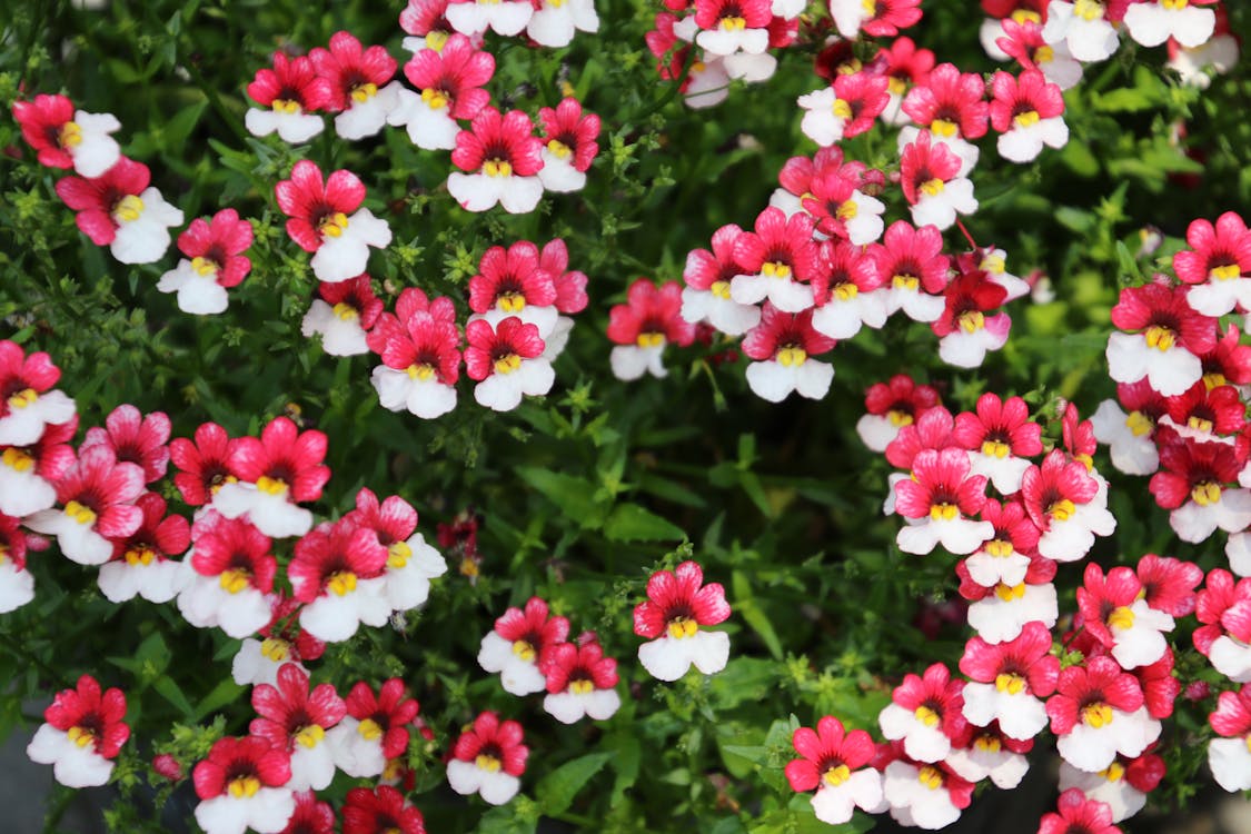 Gratis Immagine gratuita di bianco e rosa, fiori bellissimi Foto a disposizione