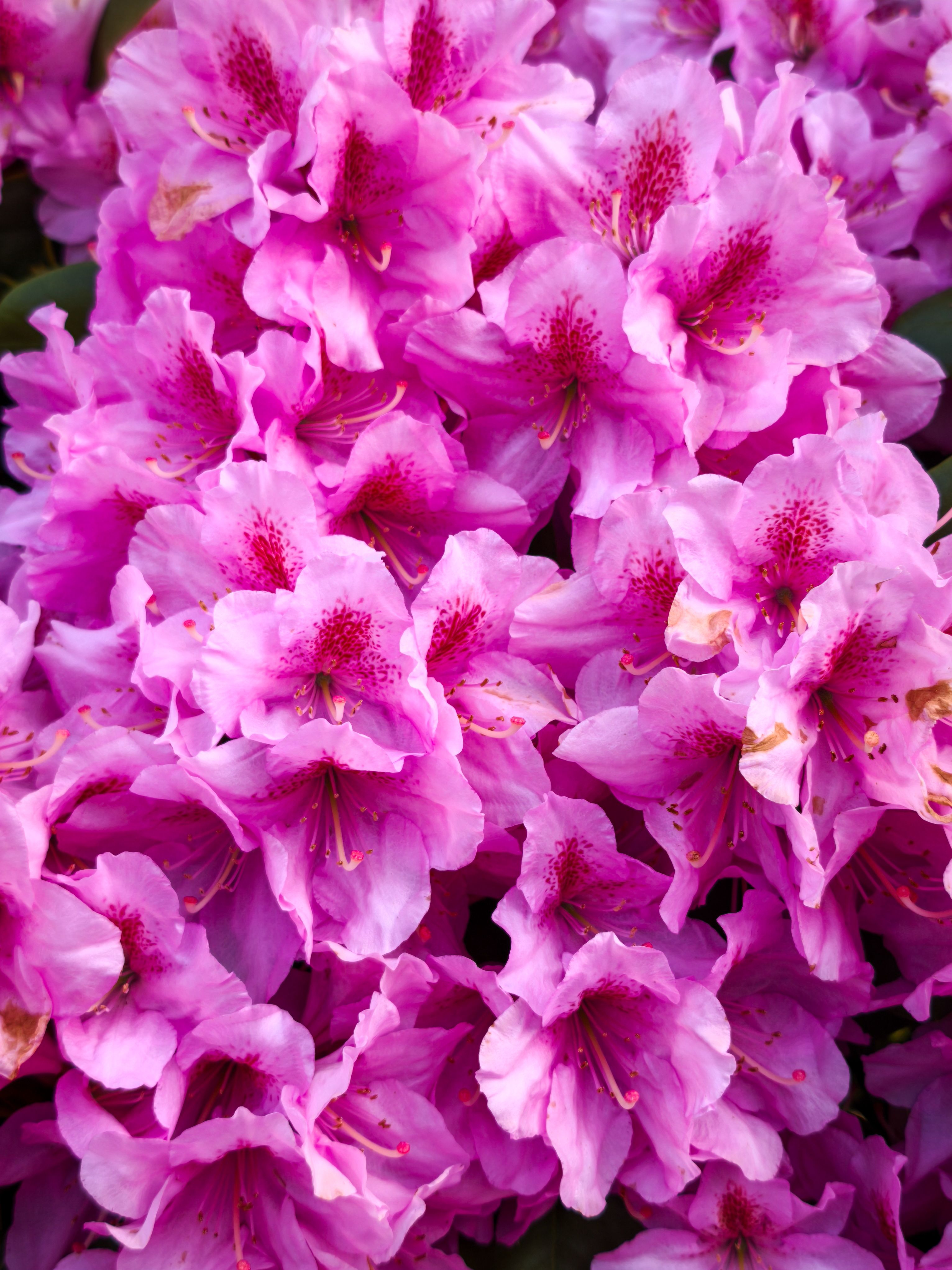 Vibrant Pink Rhododendron Blooms Close-up · Free Stock Photo