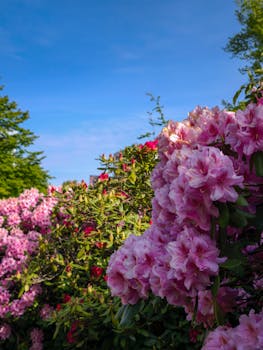 Beautiful pink rhododendrons in full bloom under a clear blue sky in Germany.