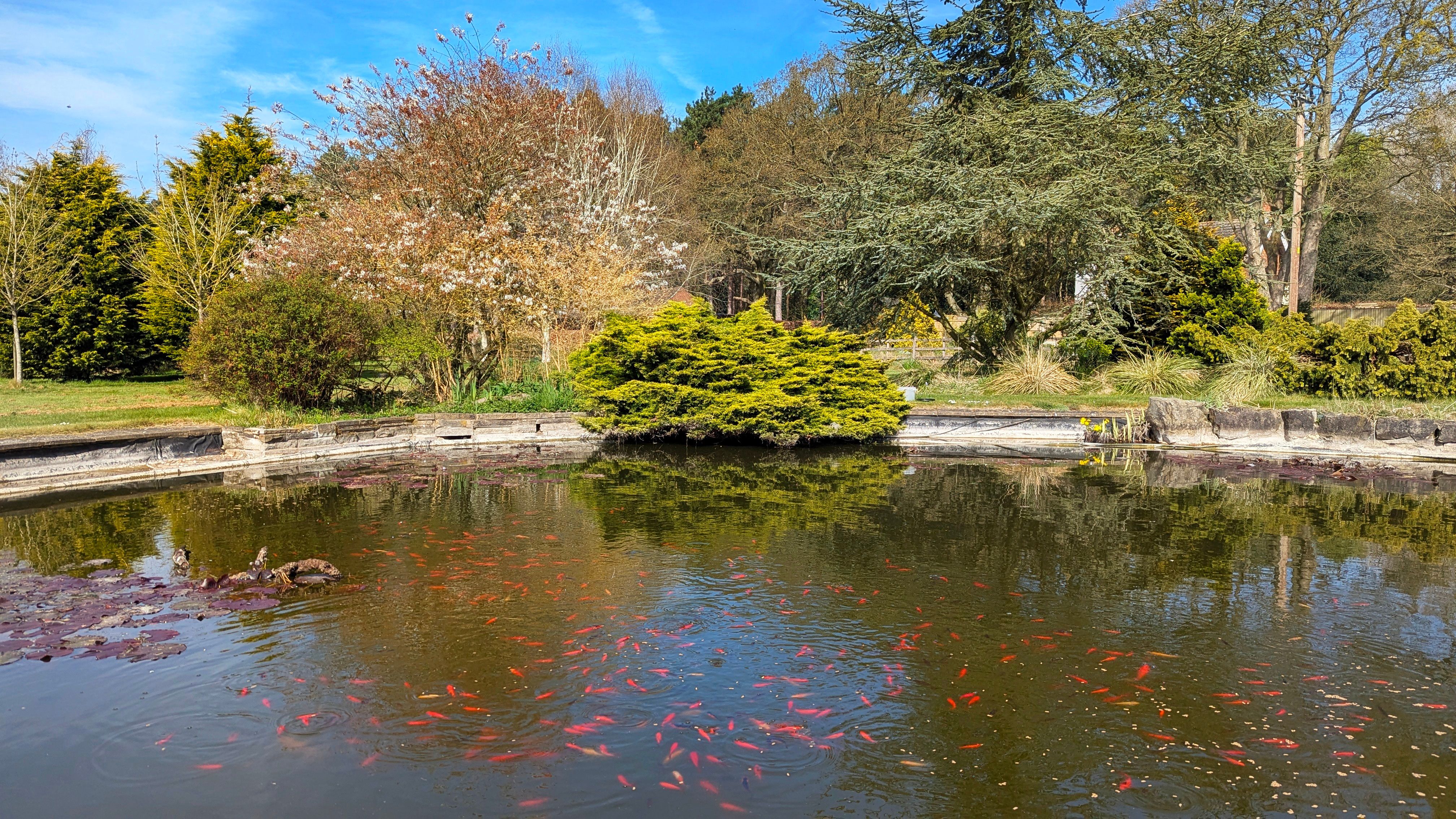 Tranquil English Garden Pond with Goldfish · Free Stock Photo