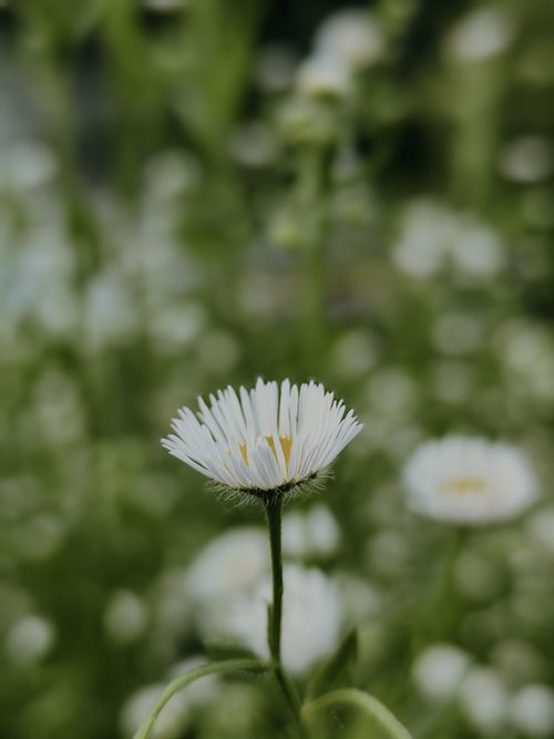 Free Macro image of a white daisy flower with a blurred green background capturing natural beauty. Stock Photo