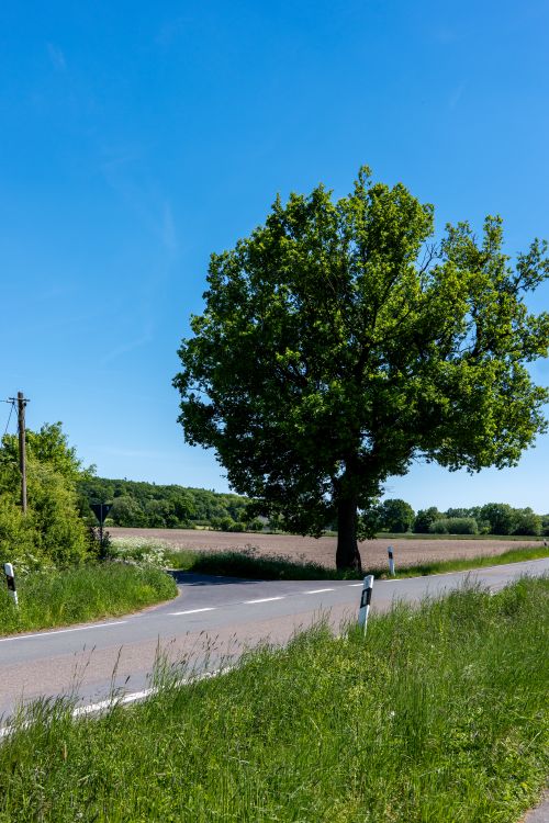 Free Serene summer landscape featuring a winding country road and a lone tree under a bright blue sky. Stock Photo