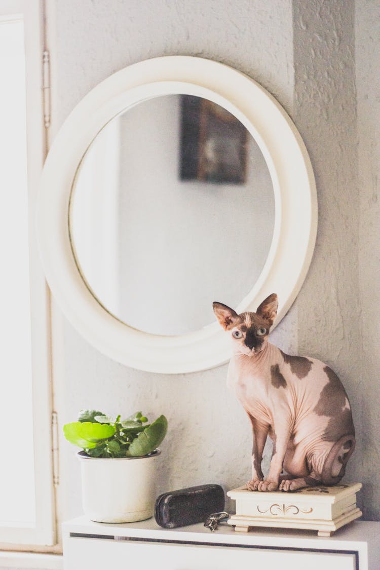 Sphynx Cat Beside Mirror