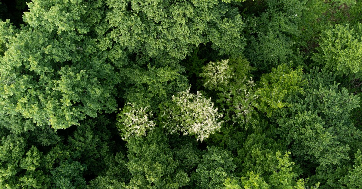 生活:中市環保局推動3項綠色植樹活動,響應世界環境日