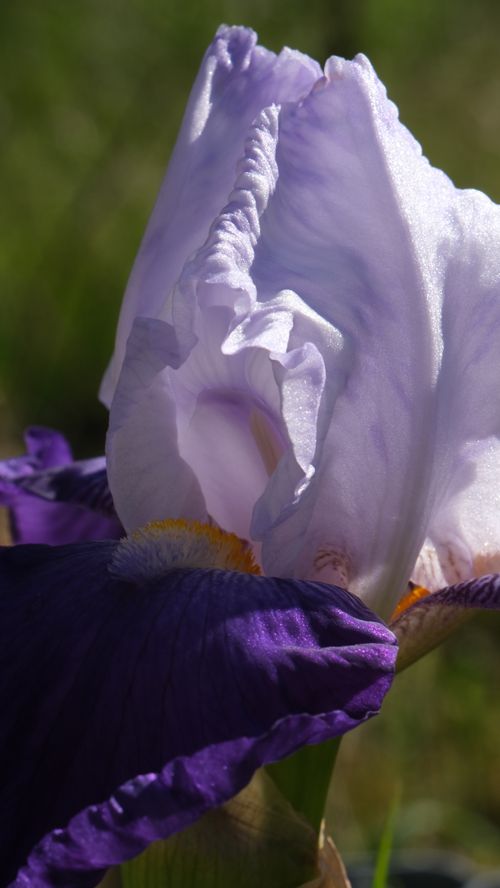 Free Iris Flower 2 Stock Photo