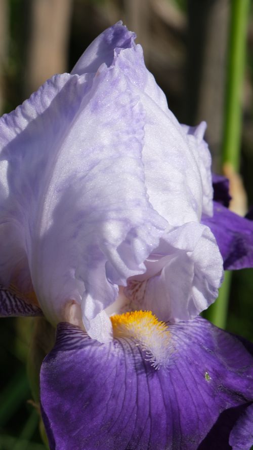 Free Iris Flower 3 Stock Photo