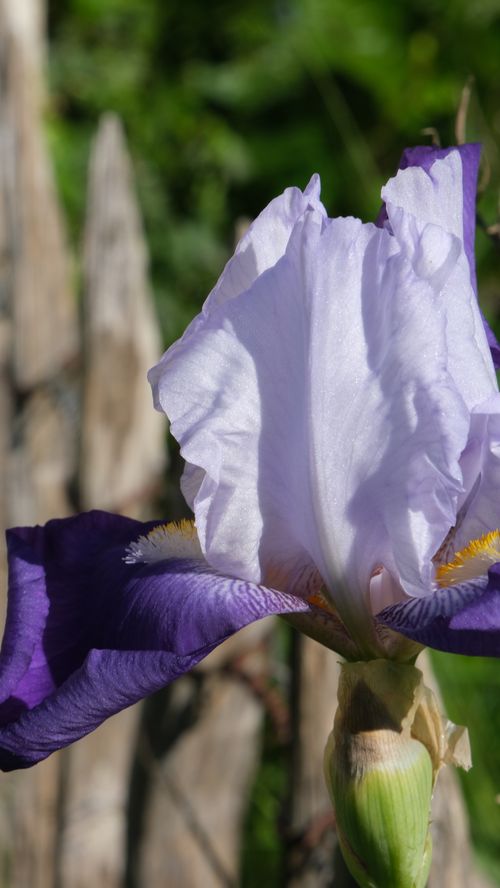Free Iris 1 Stock Photo