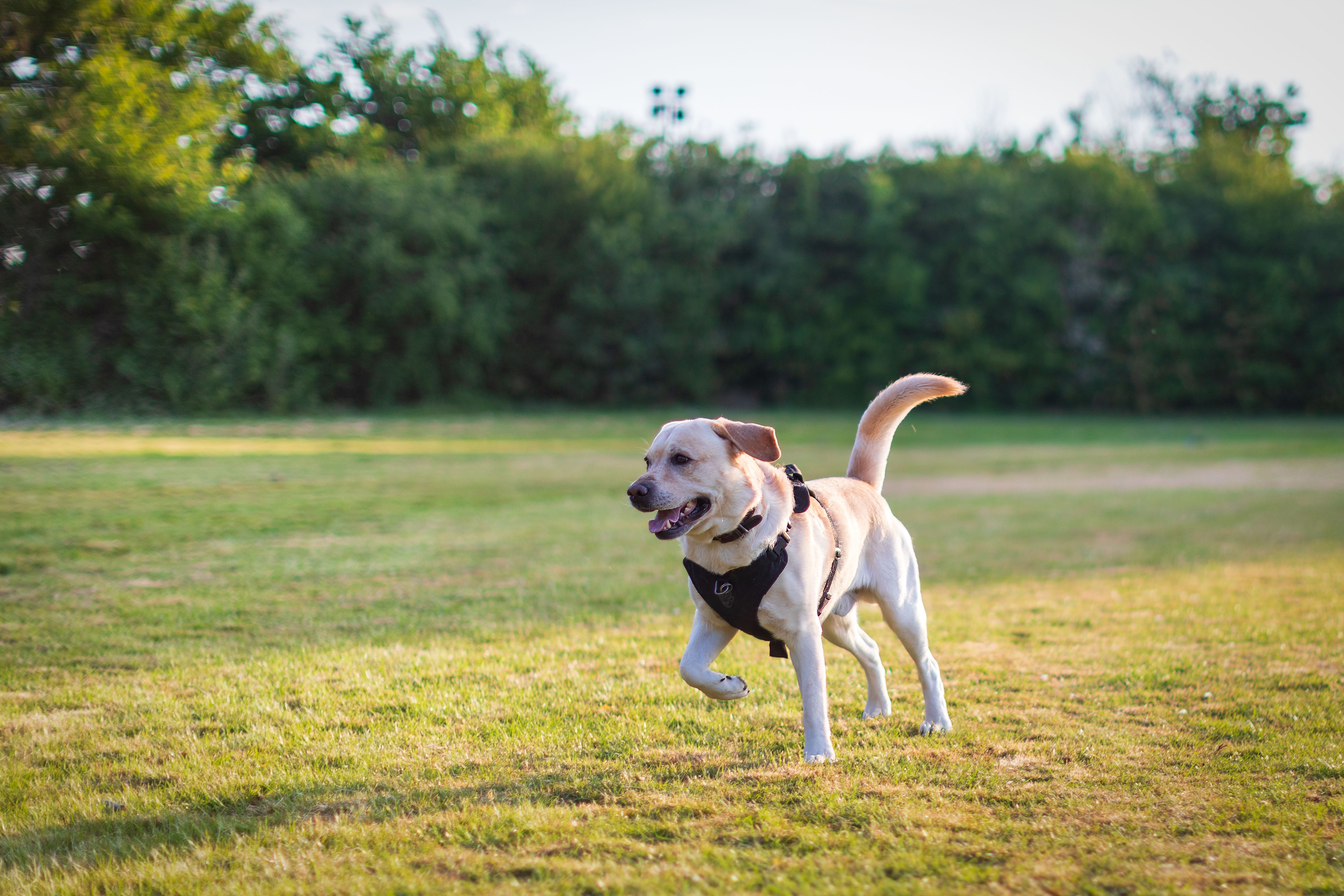 Hund läuft entspannt über eine Wiese