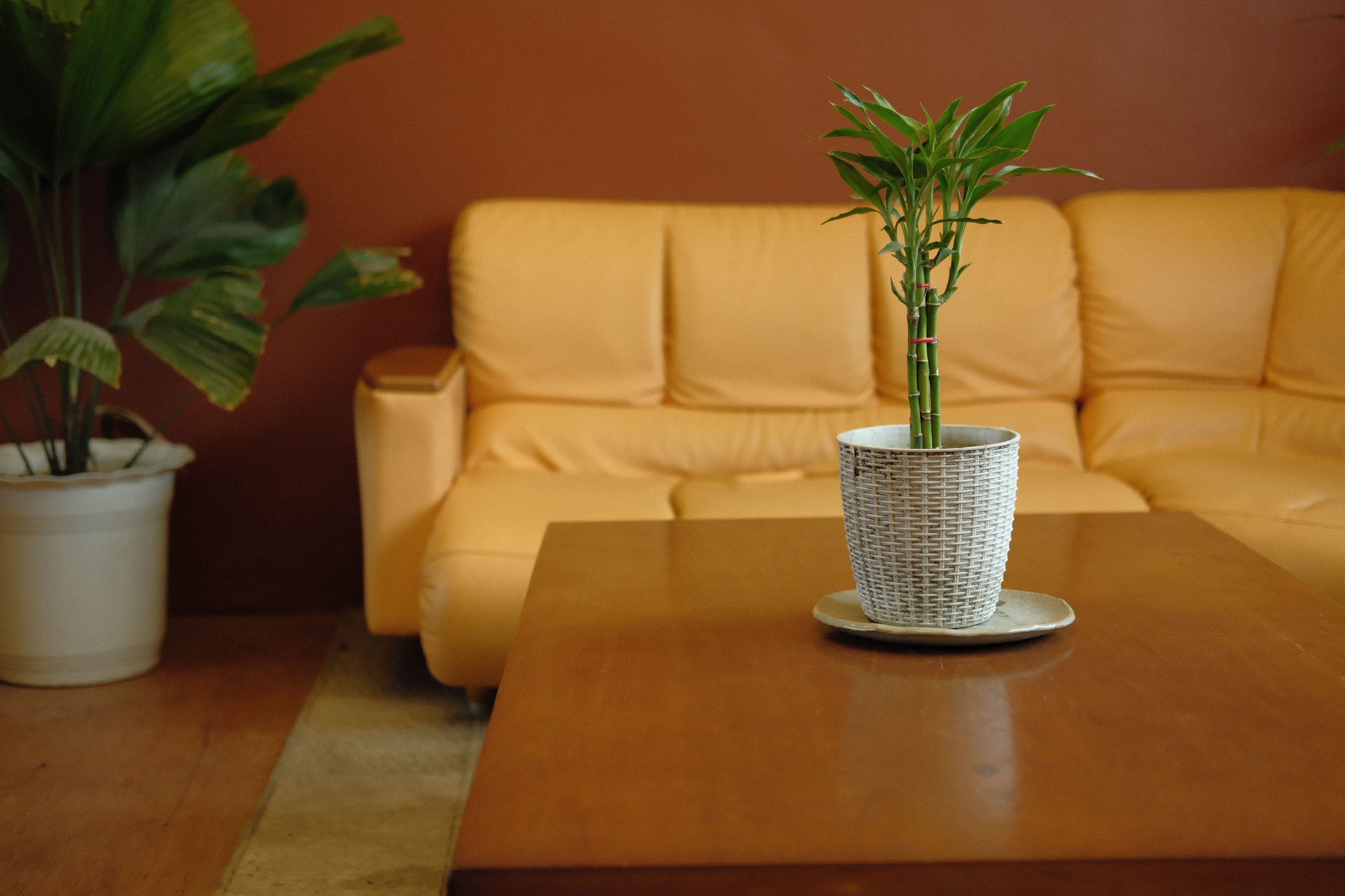 A cozy living room featuring a bamboo plant on a wooden table, surrounded by warm tones.