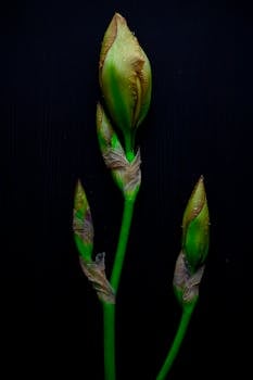 Three green flower buds on a dark background, highlighting nature's elegance and beauty.