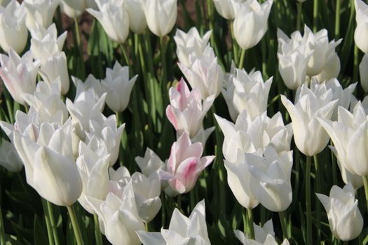 A stunning display of white tulips with a touch of pink in a lush garden setting.