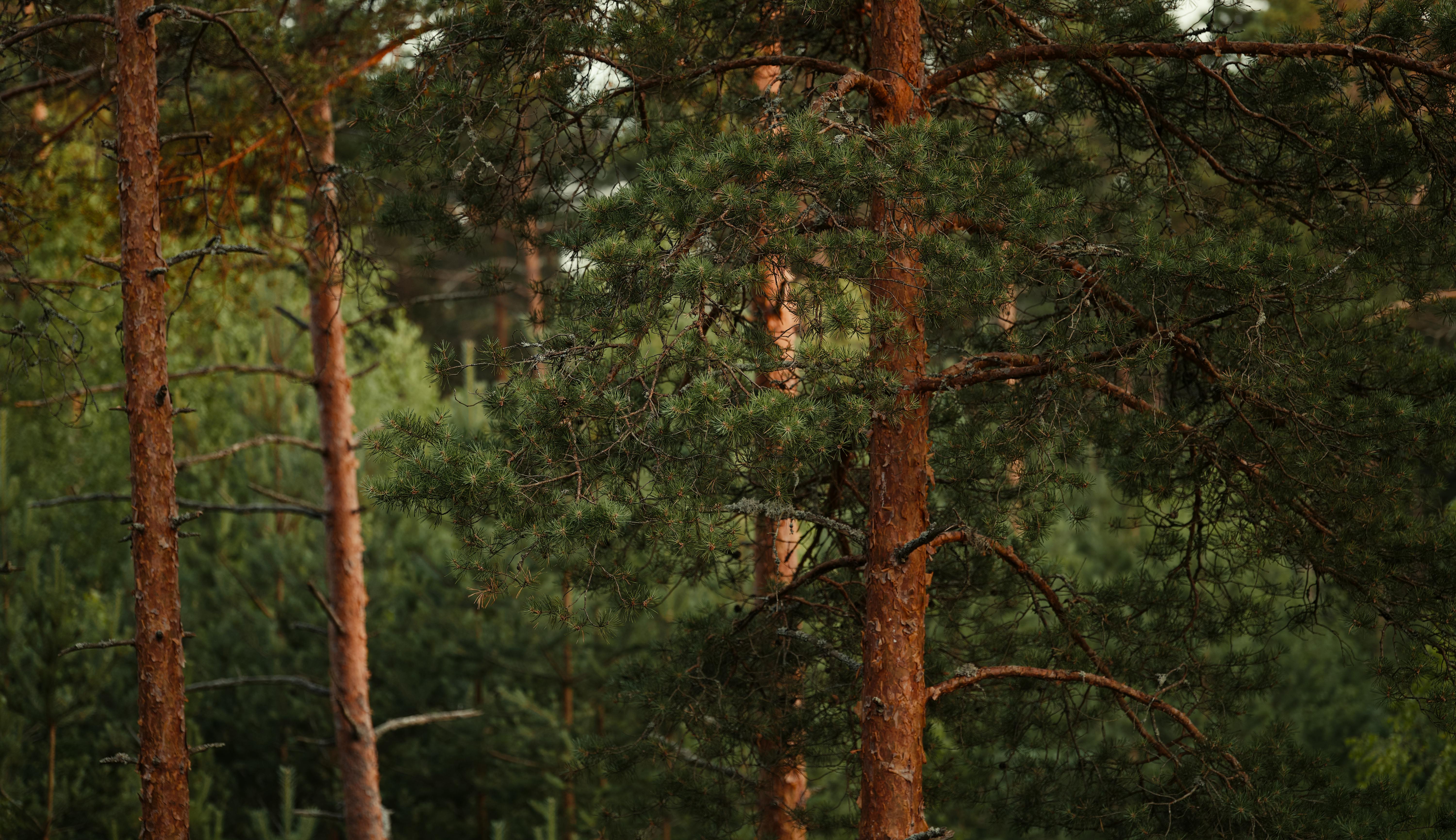 бесплатная Умиротворяющий вид на высокие сосны в пышном зеленом лесу, демонстрирующий природную красоту. Стоковое фото