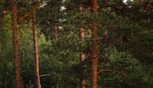 Free A serene view of tall pine trees in a lush green forest, showcasing natural beauty. Stock Photo