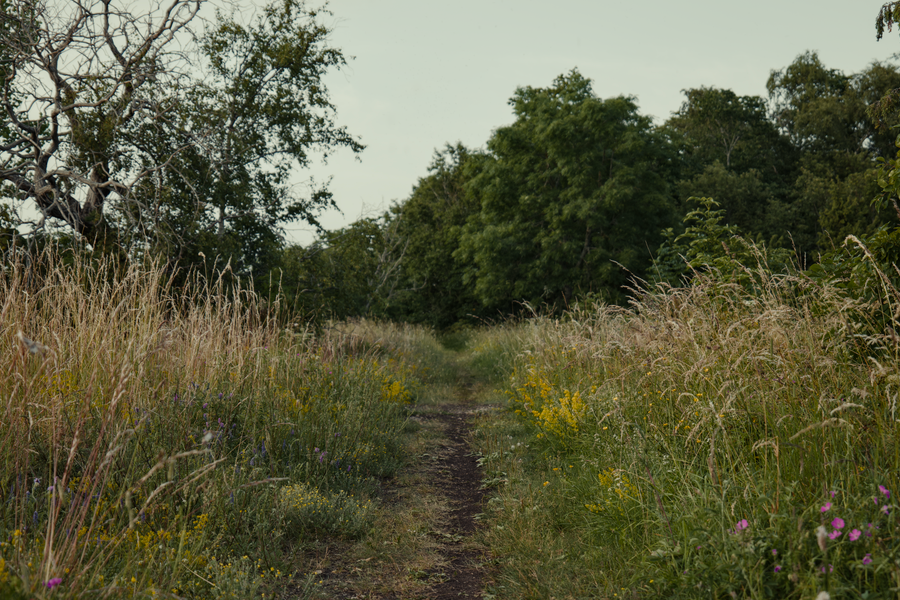 A peaceful summer trail through a wildflower meadow surrounded by lush greenery.
