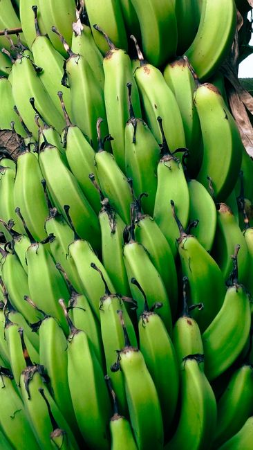 Fotomural Fotografía detallada de plátanos verdes frescos que crecen en un entorno tropical.