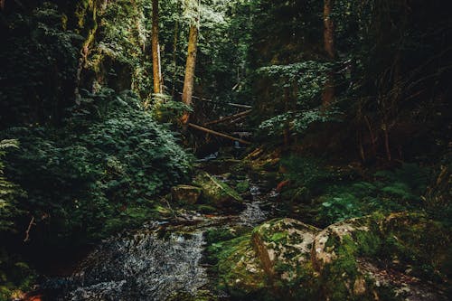 Immagine gratuita di abbandonato, acqua, alberi