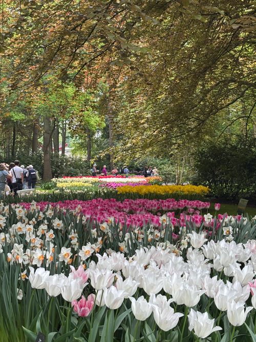 Free Tulip flower Stock Photo