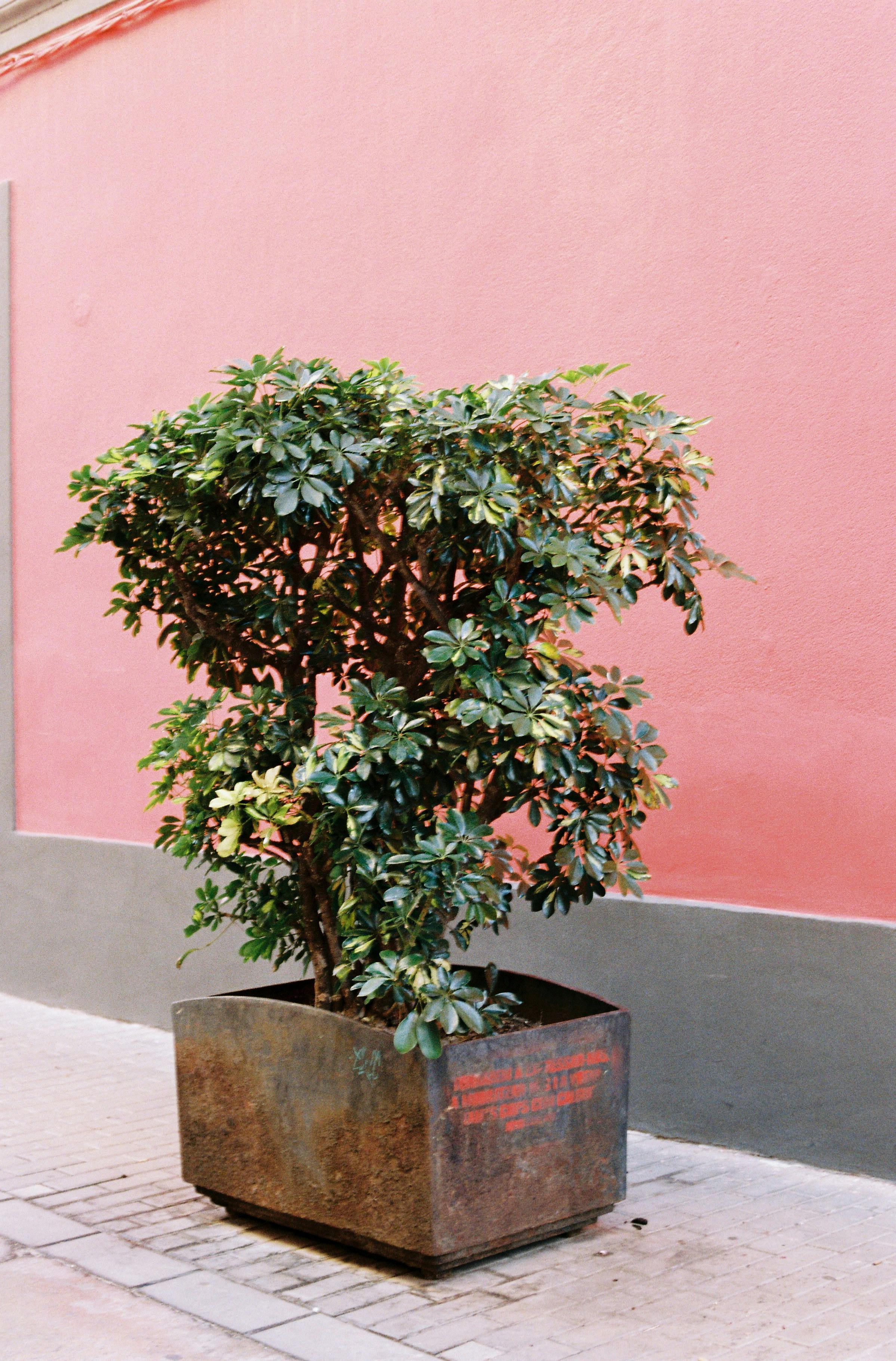 Potted plant with green leaves against a vibrant pink wall, street view.