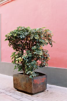 Potted plant with green leaves against a vibrant pink wall, street view.