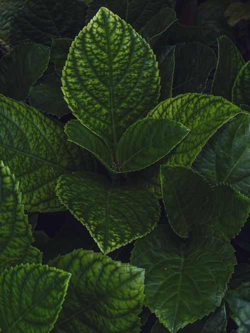 Free Vibrant close-up of green hydrangea leaves with rich textures and patterns. Stock Photo