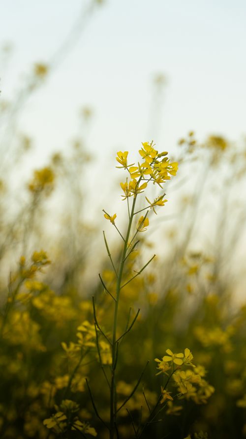 Free Vibrant yellow wildflowers blossoming in a field under clear skies, signifying spring. Stock Photo