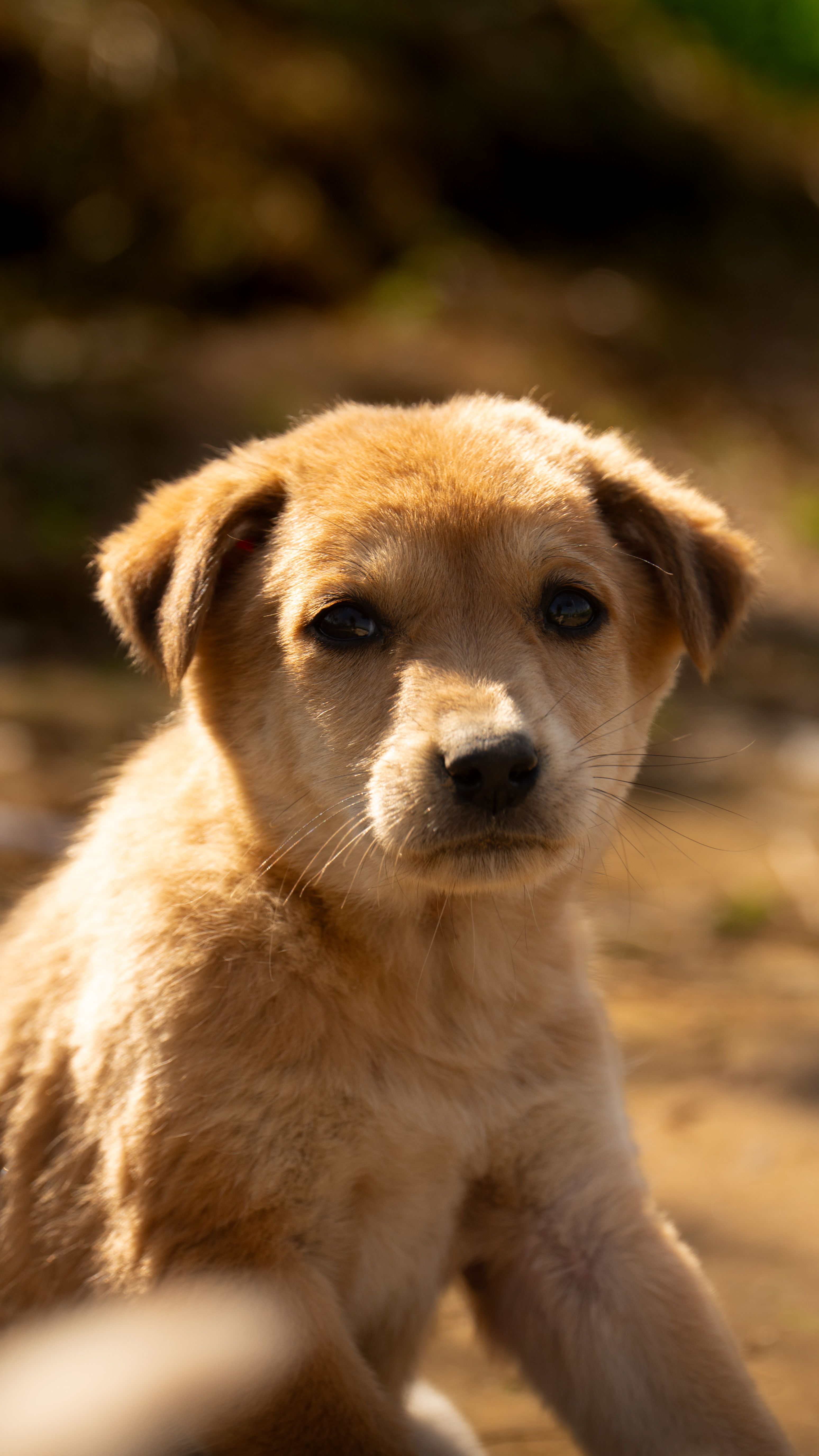 What Information Should You Give Your Vet During an Emergency?