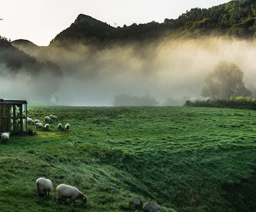 Gratis stockfoto met berg, mist