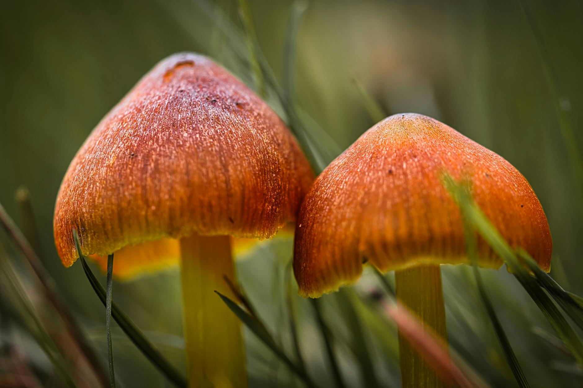 Detailed macro shot of two vibrant orange mushrooms in natural habitat, showcasing their intricate texture and fall setting.