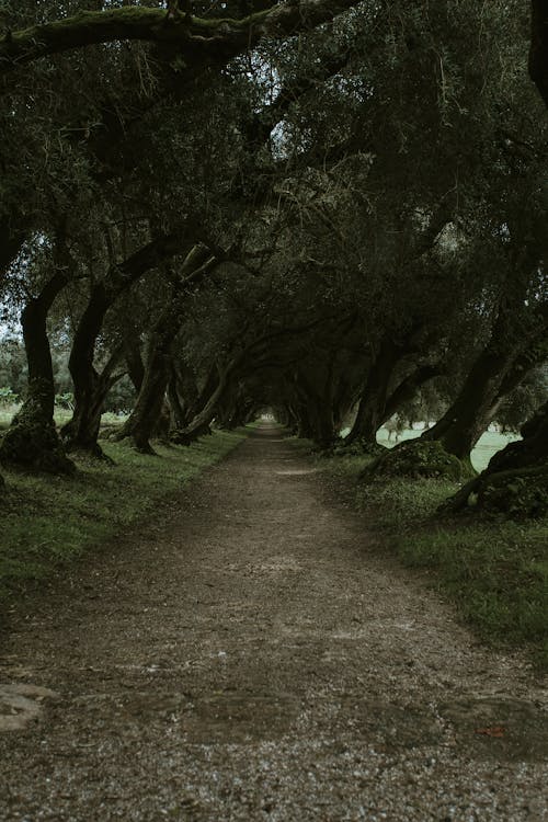 Mysterious alley with dry uneven surface between trees with thick trunks growing on hill in daylight in park