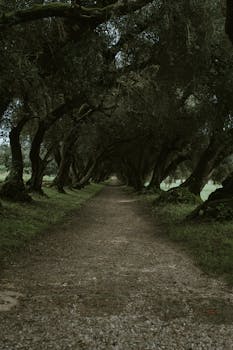 在公园的日光下，山上生长着粗壮的树木，与神秘的胡同之间是干燥不平坦的地面