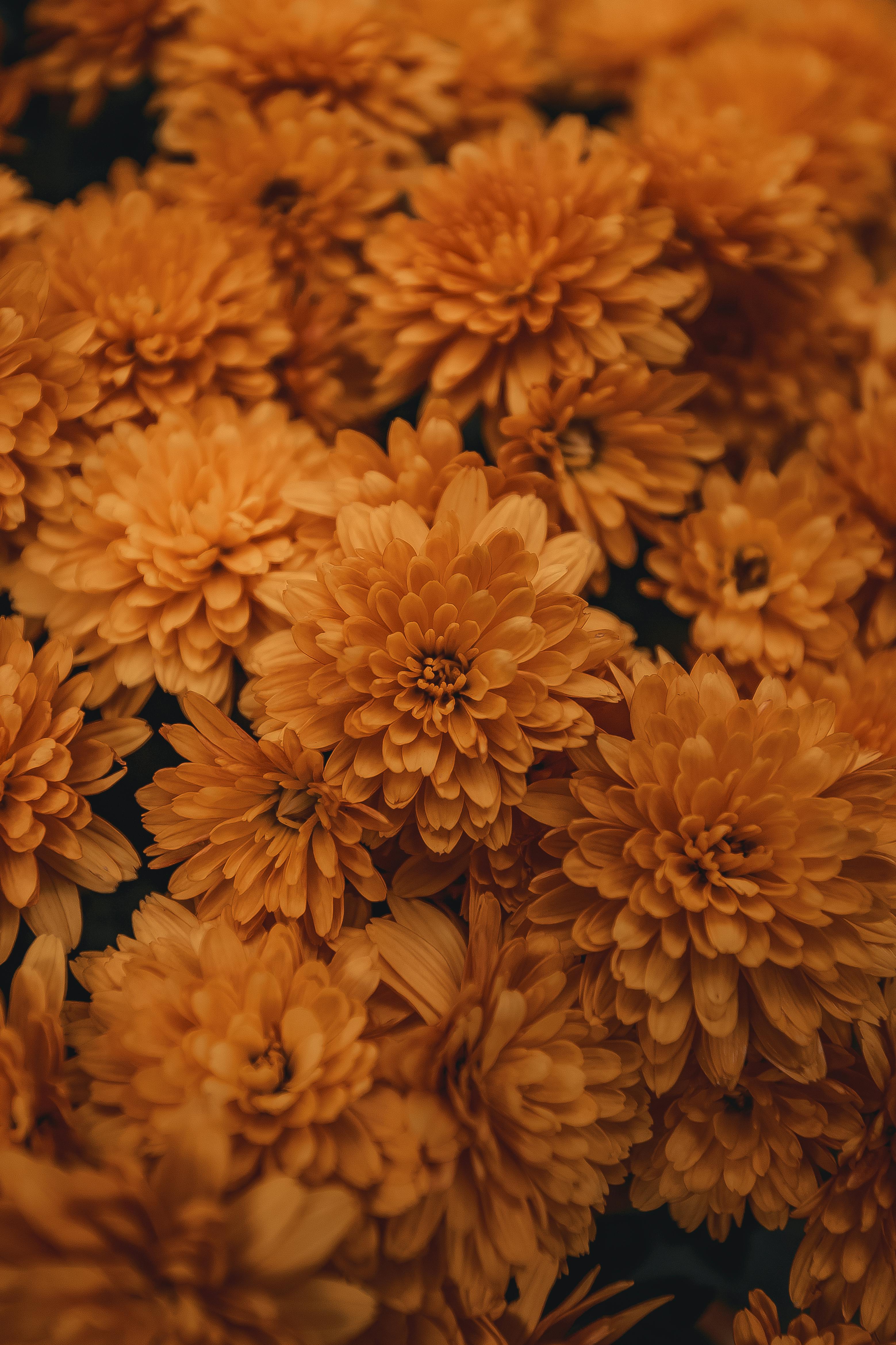 File:Chrysanthemum (0883)-Relic38.jpg - Wikimedia Commons