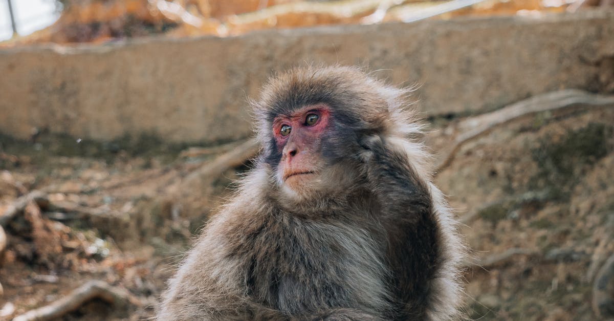 玉木雄一郎預期日本政局重組,直言「當然」想當首相!