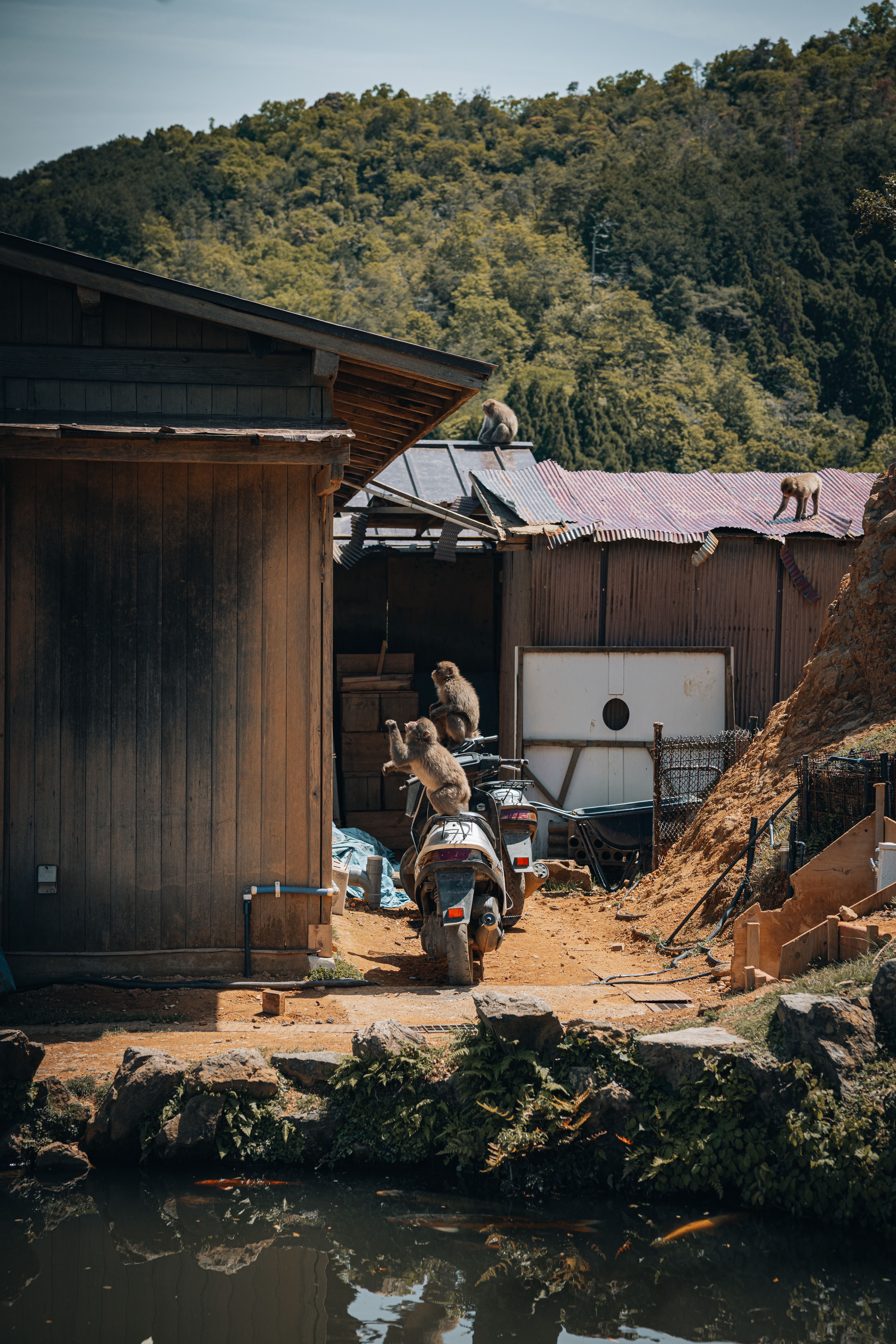 Japanese Macaques Exploring Rustic Rural Buildings · Free Stock Photo