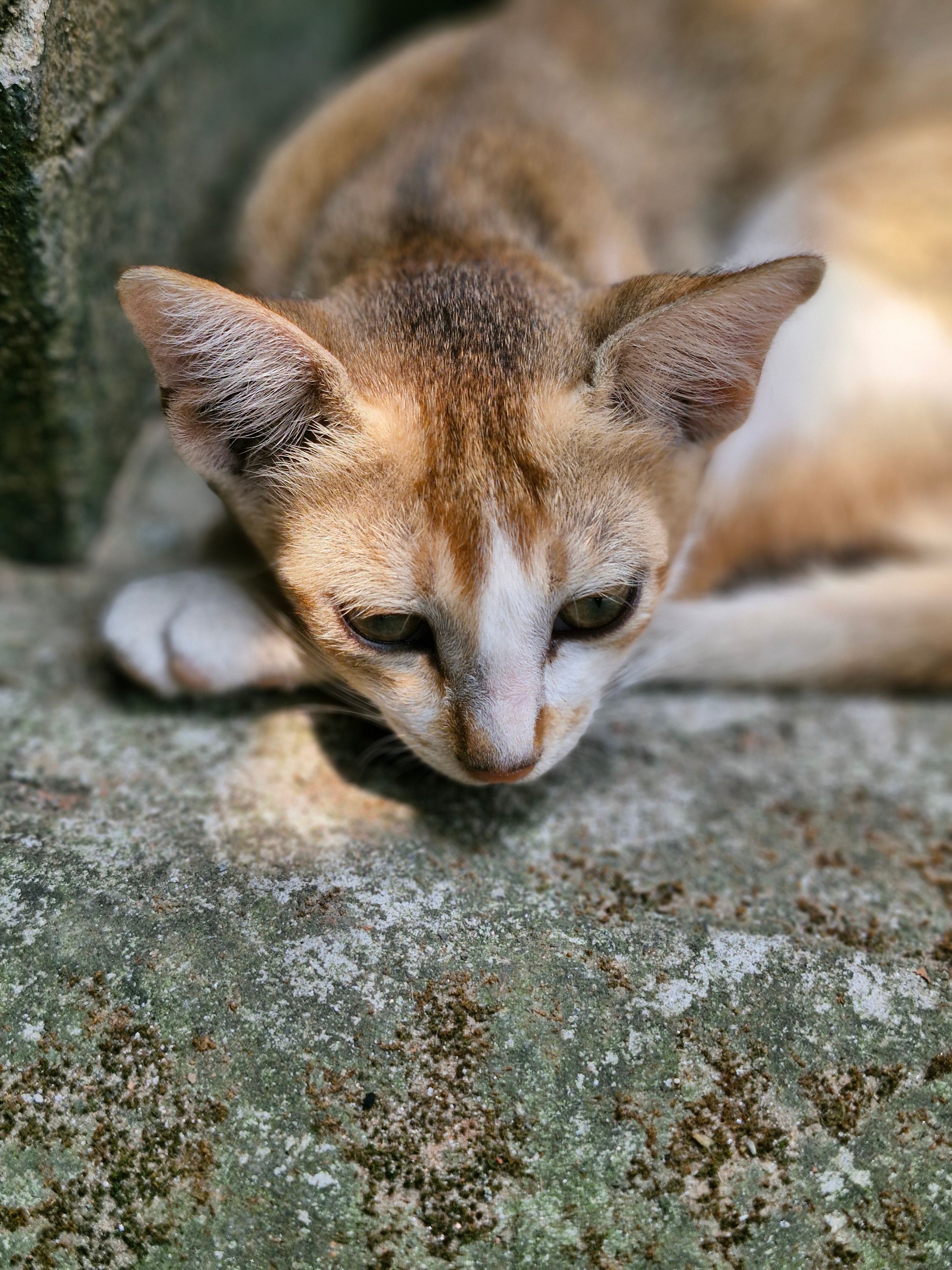 A serene cat lounging on a stone path, showcasing its relaxed mood in a natural setting.