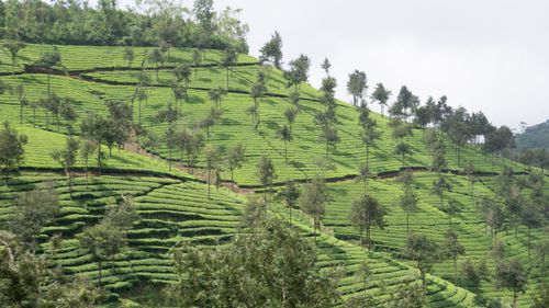 Free Scenic view of a hillside tea plantation with vibrant green tea bushes and trees. Stock Photo