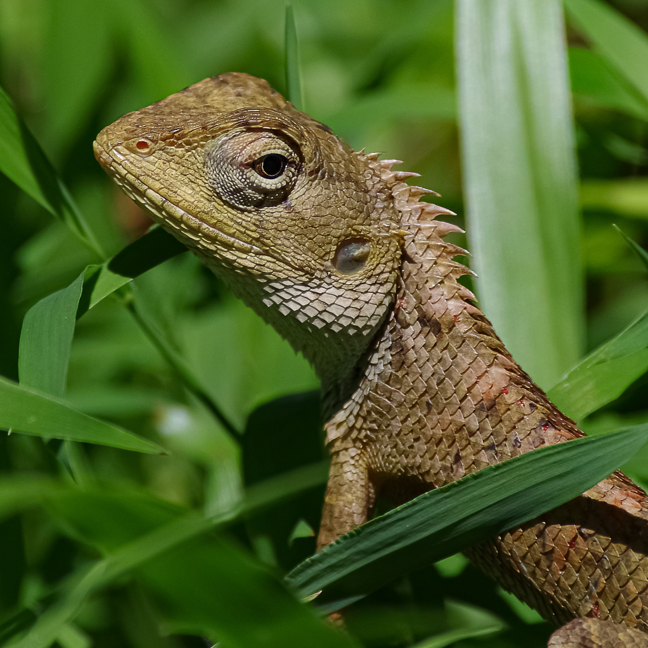 Detailed view of an Oriental Garden Lizard camouflaged in green leaves.