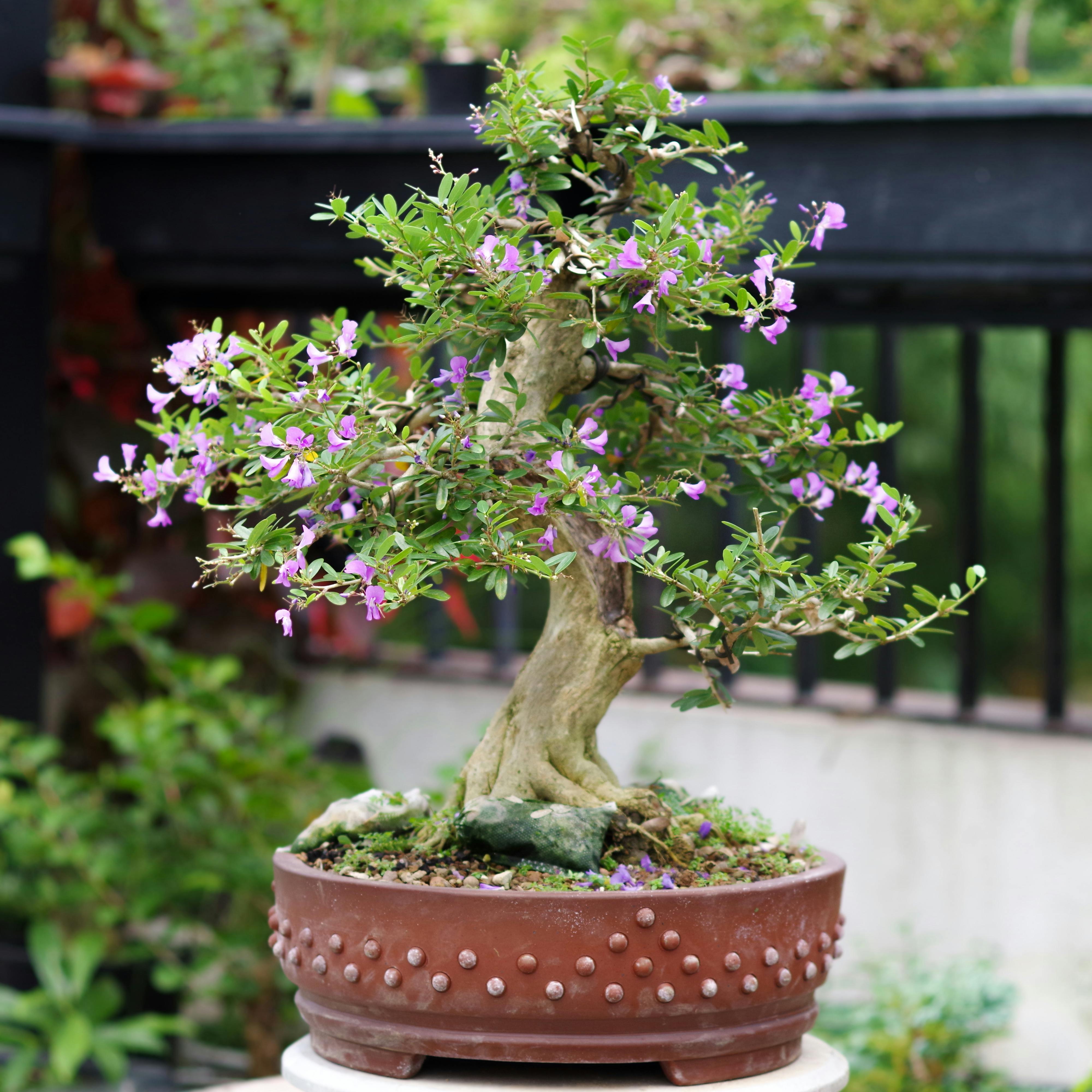 A flowering bonsai tree with a thick, textured trunk and small, vibrant purple flowers blooming amidst green leaves. The image is a close-up shot, with a blurred background of a dark fence and some green foliage. 