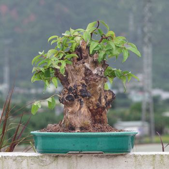 A stunning bonsai tree in a ceramic pot with a blurred natural outdoor background.（イメージ）