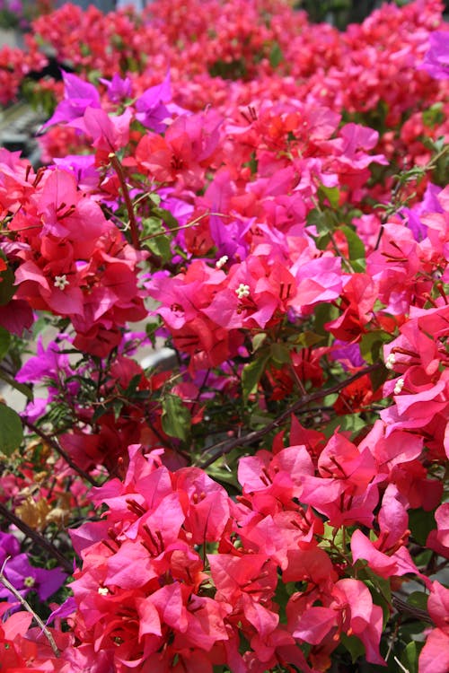Free stock photo of beautiful flowers