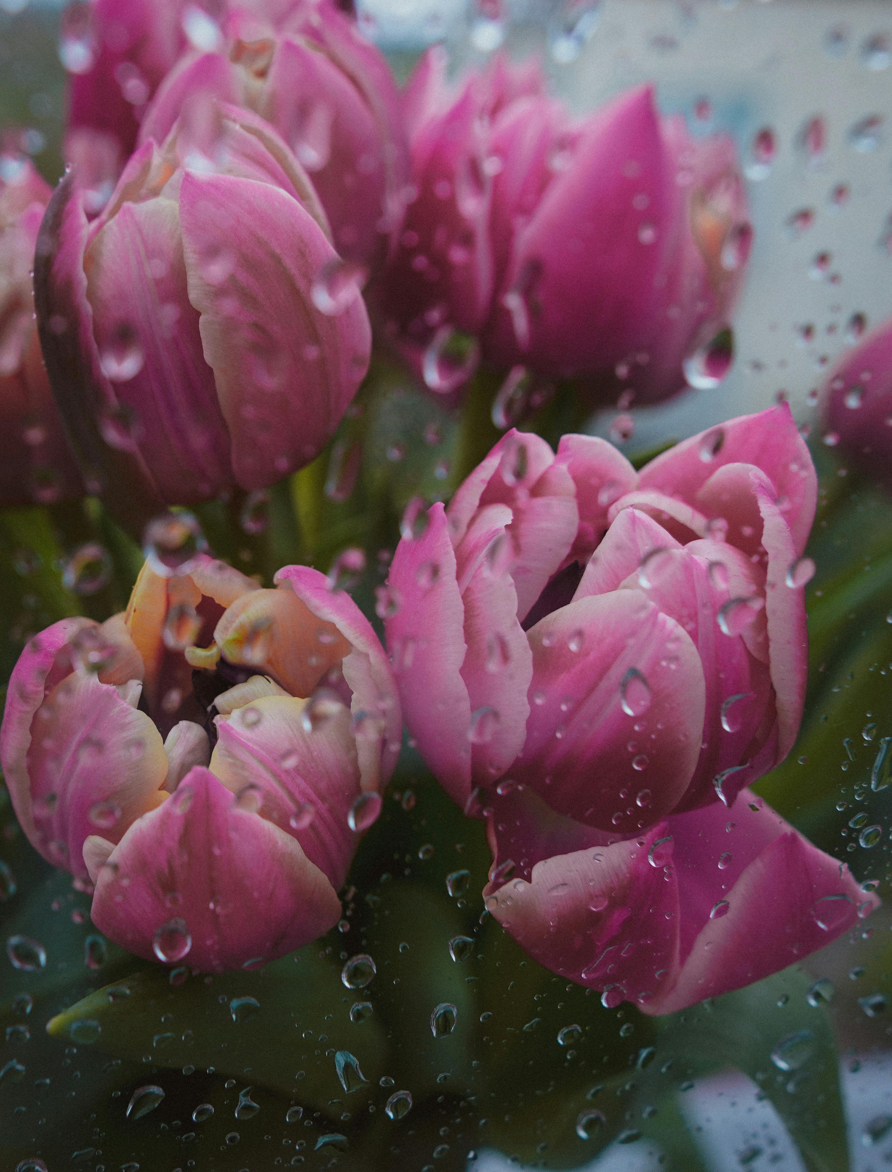 Close-up of pink tulips viewed through a rain-specked window, capturing a fresh, moody feel.