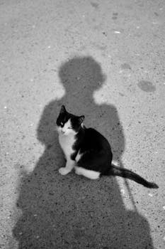 A black and white cat sitting in sunlight beside a human shadow on pavement.