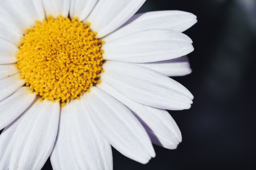 Free High-resolution macro image of white daisy flower with yellow center. Stock Photo