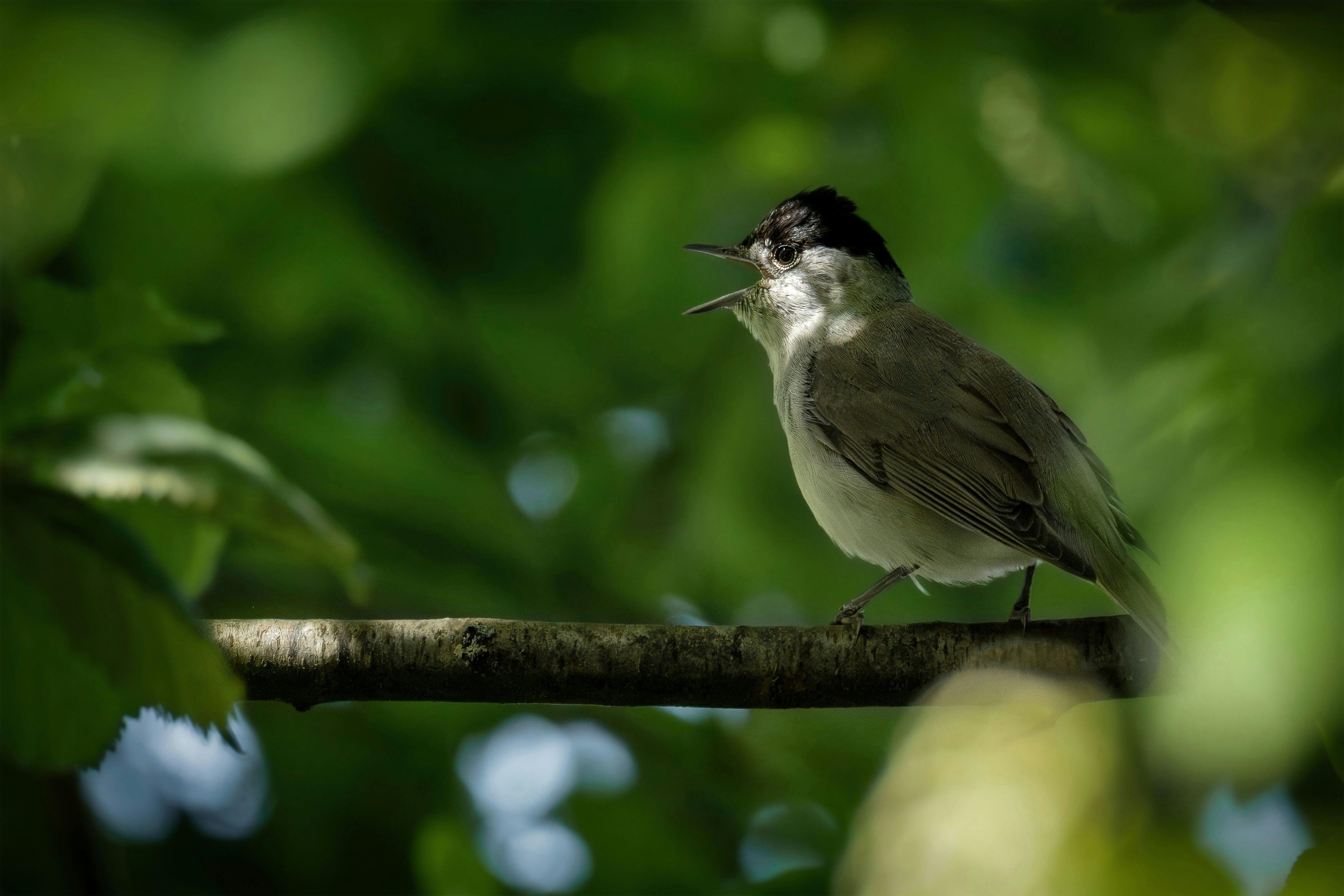 Bird Watching Past Times